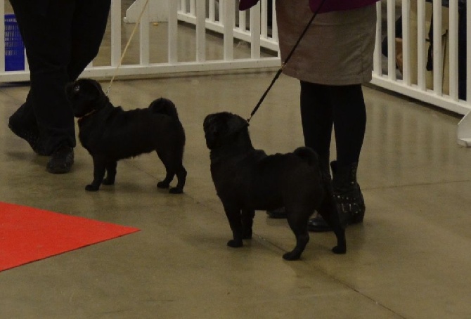 De L'Enchantement Des Muses - Paris dog show