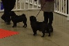  - Paris dog show