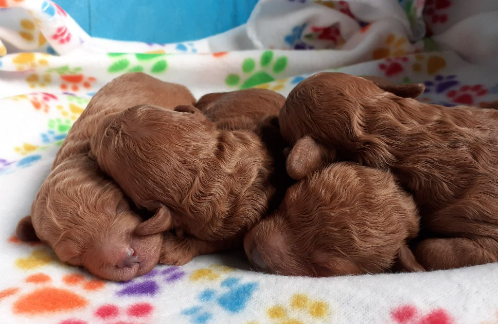 chiot Caniche De L'Enchantement Des Muses