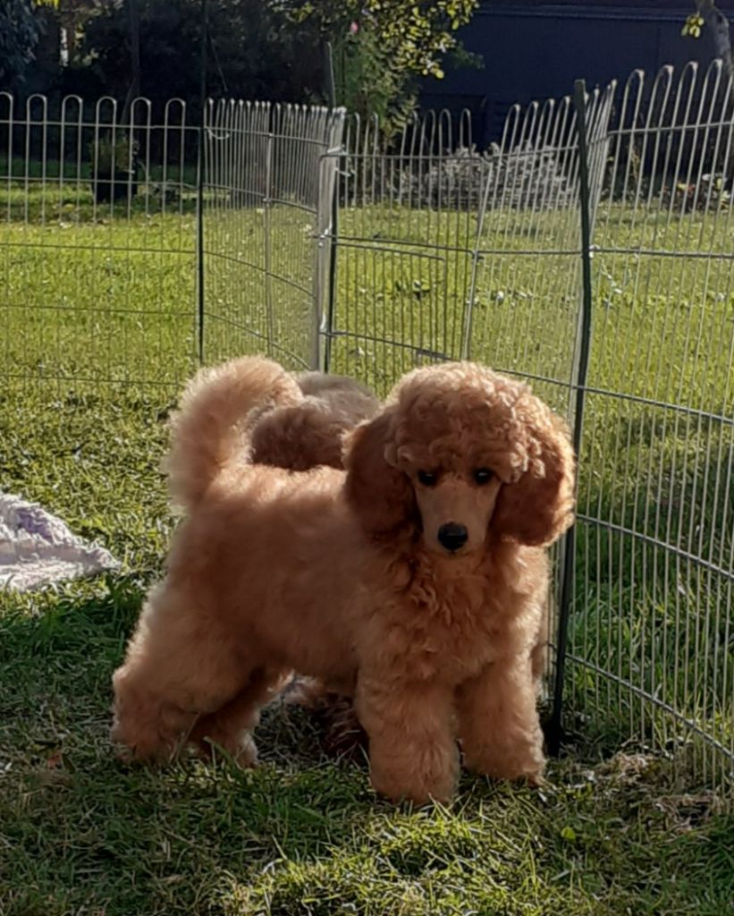 Amourette romantique De L'Enchantement Des Muses