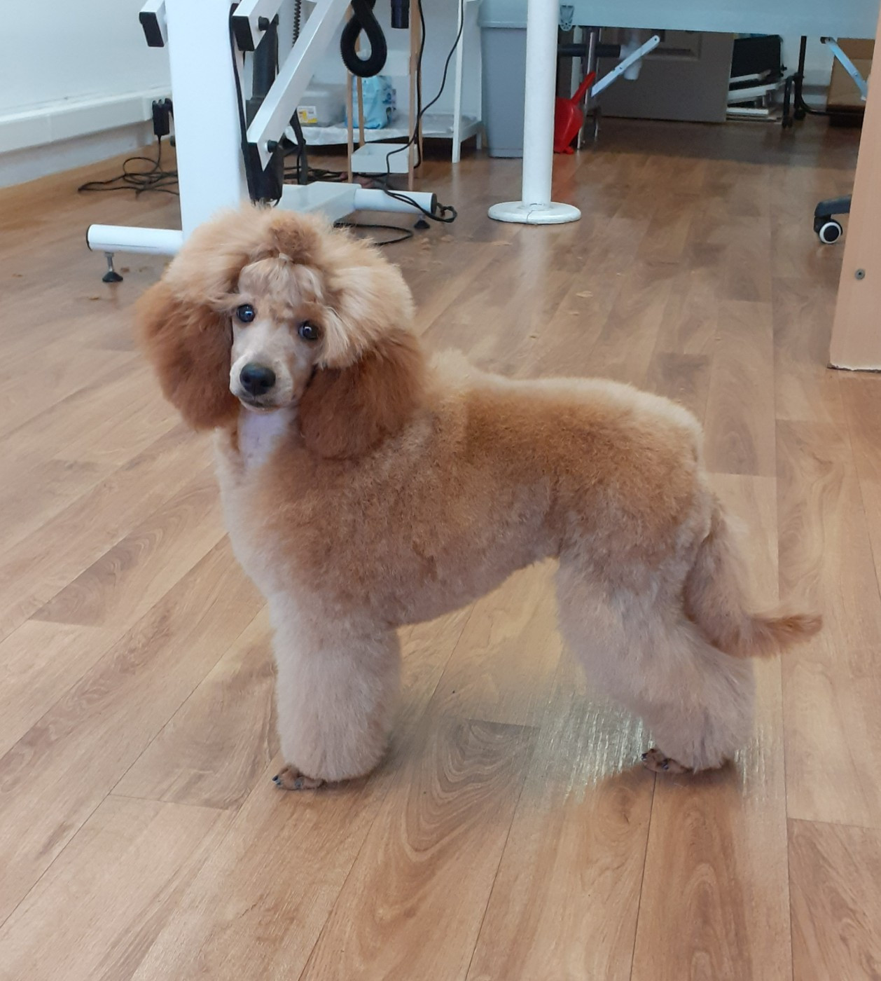 Améthyste mystique De L'Enchantement Des Muses