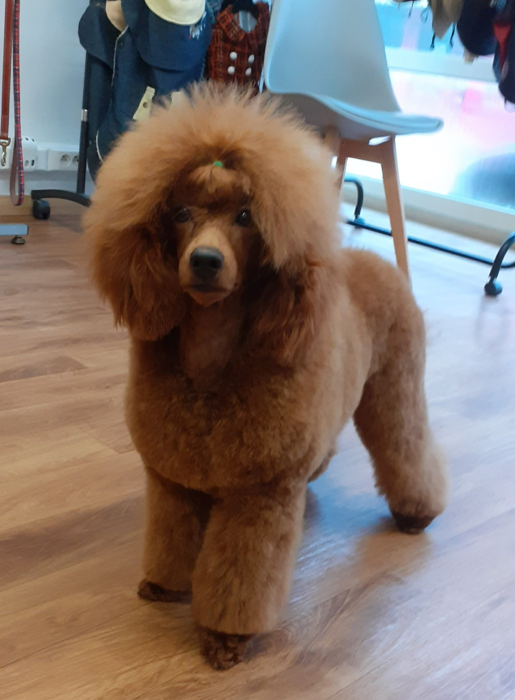 Amoroso Gigi des Loves De Celia