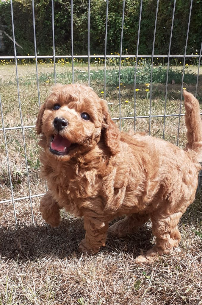 De L'Enchantement Des Muses - chiots disponibles