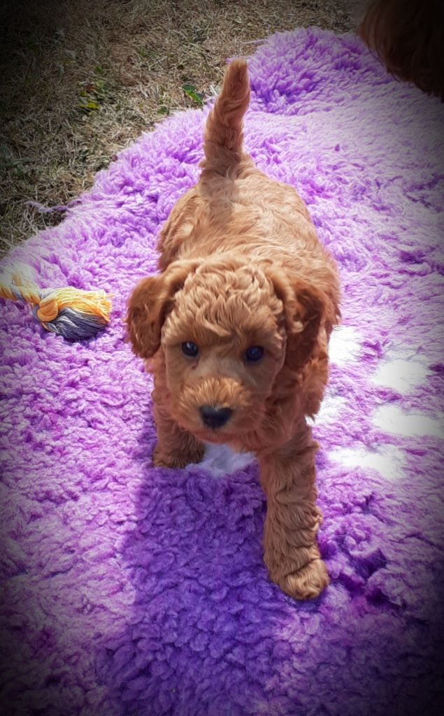 De L'Enchantement Des Muses - Chiots disponibles - Caniche