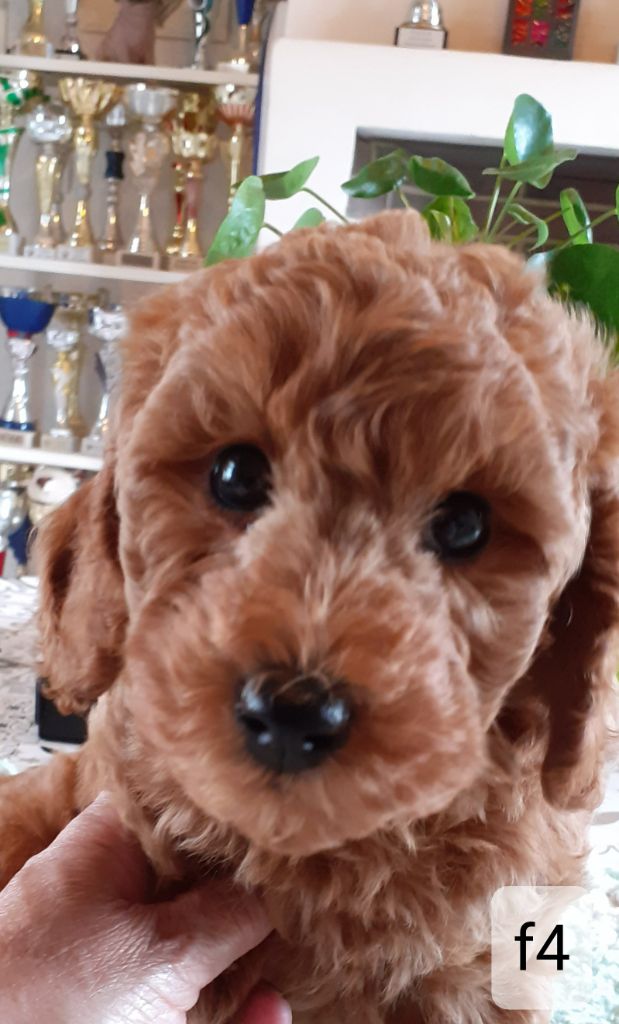 De L'Enchantement Des Muses - Chiots disponibles - Caniche