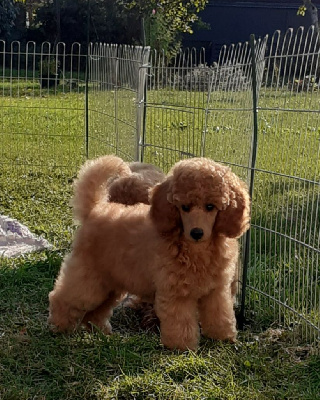 Amourette romantique