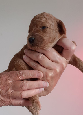 CHIOT 1