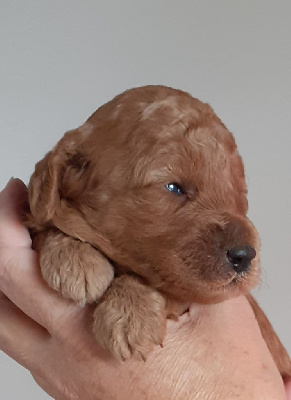 CHIOT 2