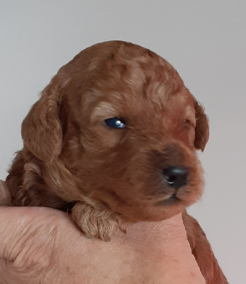 CHIOT 3