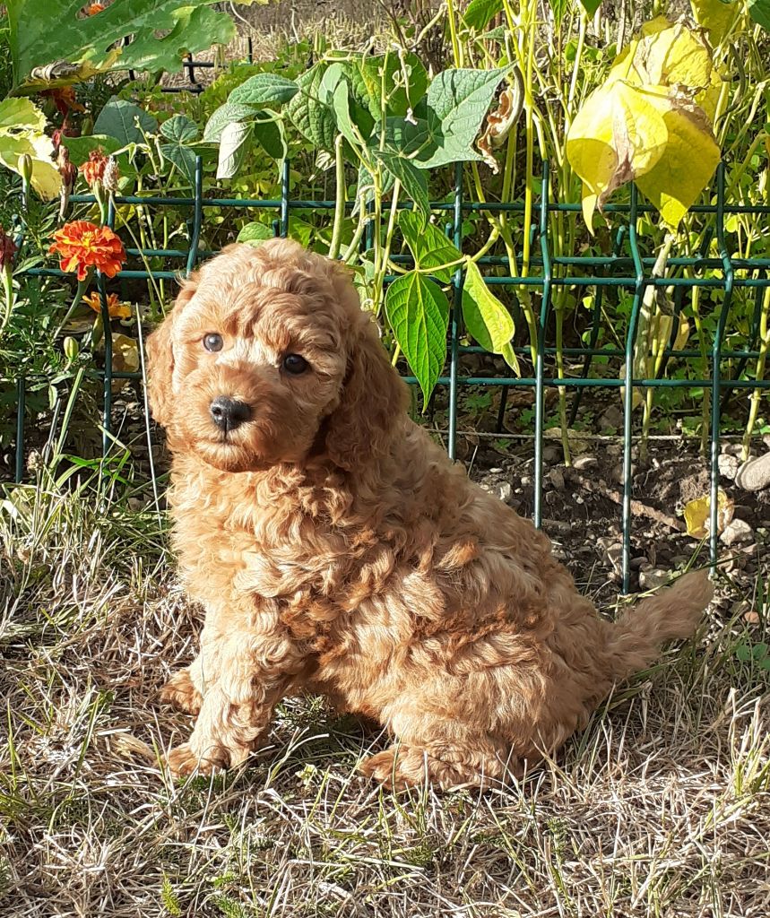 De L'Enchantement Des Muses - Chiots disponibles - Caniche