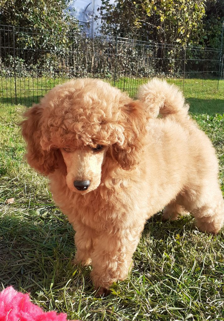 De L'Enchantement Des Muses - Chiots disponibles - Caniche